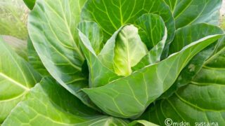 有機野菜とは？マンガ入りでわかりやすく解説！