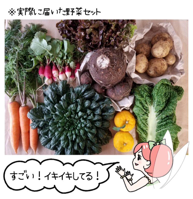 食べチョクから実際に届いた野菜セットの画像。それを見ながら「すごい！イキイキしてる！」という菜々ちゃんのイラスト付き。