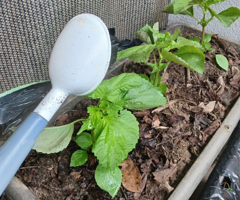 菌ちゃんプランターに大葉の苗を植え付け、水やりしている画像