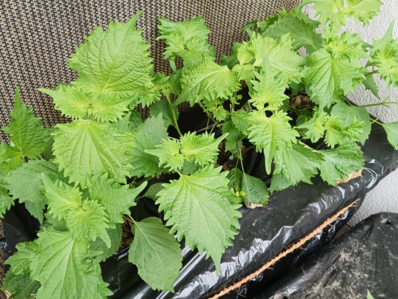 菌ちゃんプランター植え付け1か月後