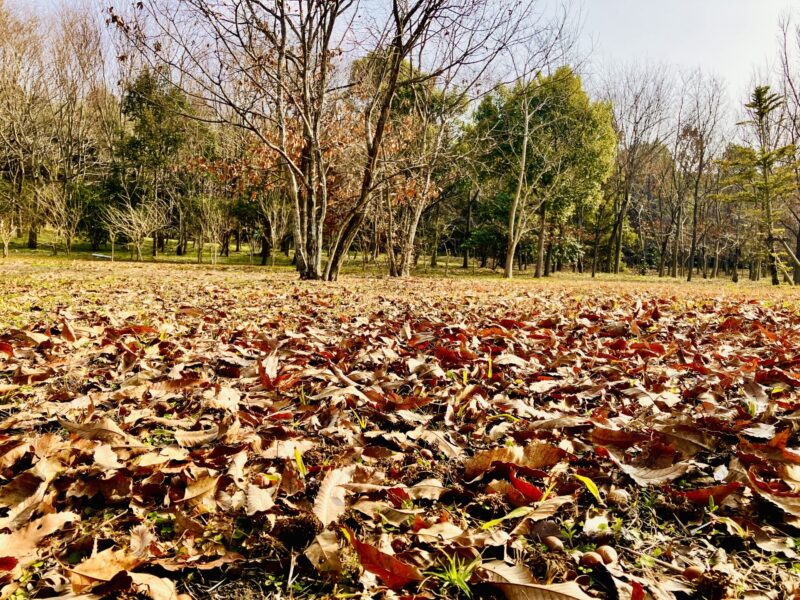 落葉が積もっている公園の画像。