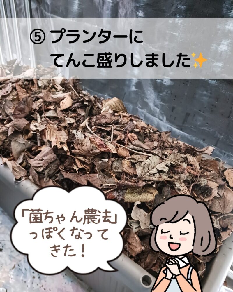 【菌ちゃん農法プランター土づくりの説明画像とそれを説明するミドリのイラスト】
⑤プランターに落ち葉をてんこ盛りにします。この時点で菌ちゃん農法っぽさが出ますね。