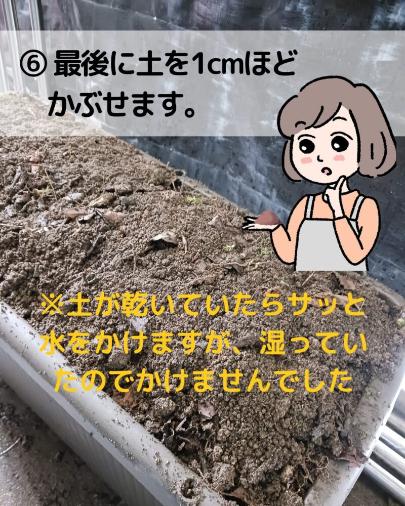 【菌ちゃん農法プランター土づくりの説明画像とそれを説明するミドリのイラスト】
⑥最後に土を1cmほどかぶせます。※土が乾いていたら水をかけますが、今回は湿っていたのでかけませんでした。