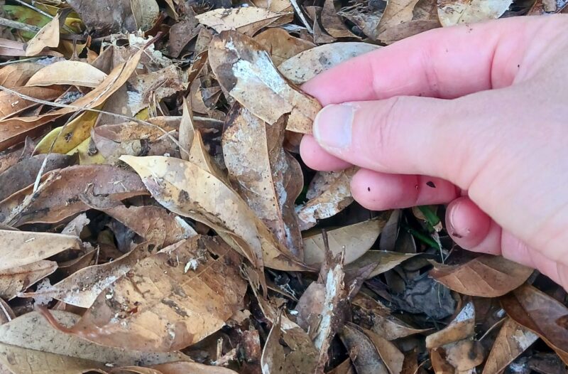 糸状菌の画像。落ち葉についている白いものが糸状菌。