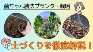 【初心者必見】無農薬野菜をベランダで簡単に！初めてでも失敗しない菌ちゃん農法がおすすめ 