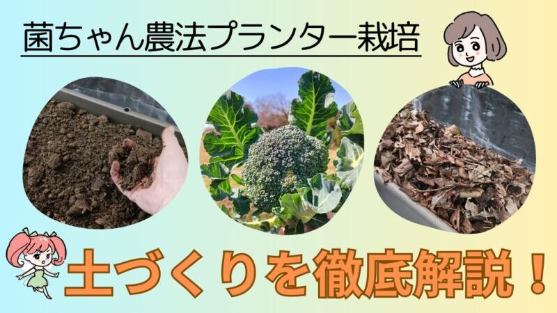 【初心者必見】無農薬野菜をベランダで簡単に!初めてでも失敗しない菌ちゃん農法がおすすめ