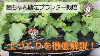 【図解で簡単】菌ちゃん農法プランター栽培の始め方｜野菜が育てやすい理由も解説！ 