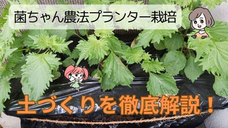 【図解で簡単】菌ちゃん農法プランター栽培の始め方｜野菜が育てやすい理由も解説！ 