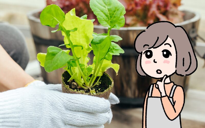 苗の画像を見ながら、ちょっと首をかしげるミドリのイラスト。菌ちゃん農法デメリットの見出しのイメージ画像。