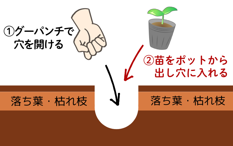 【苗の植え方図説】
①グーパンチで穴を開ける。②苗をポットから出して、穴に入れる。